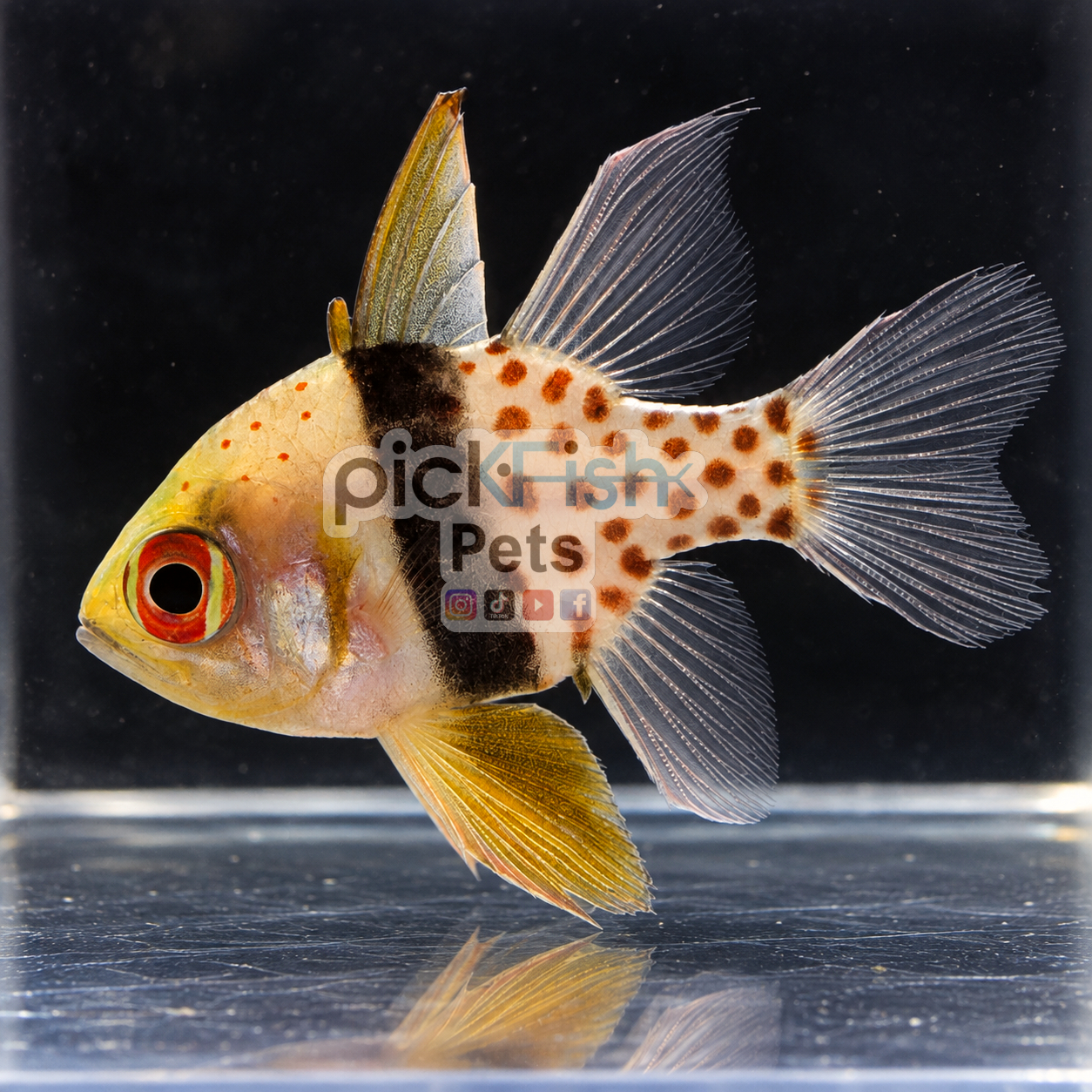 Pajama cardinalfish - Sphaeramia nematoptera