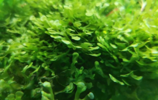 Subwassertang “Freshwater Seaweed”