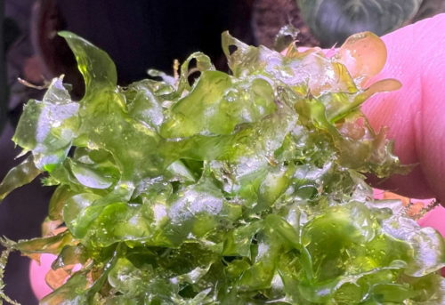 Subwassertang strongly resembles seaweed