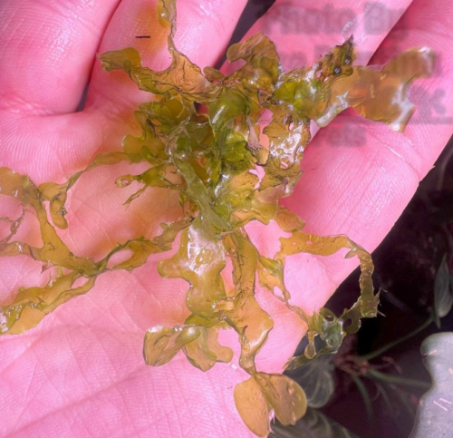Subwassertang is a water column floating fern