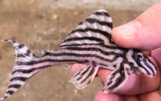 The Zebra Pleco — Hypancistrus Zebra