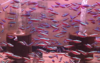 A 40 gallon breeder filled with jumbo Cardinal Tetra