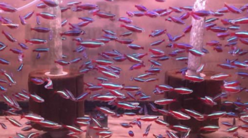 A 40 gallon breeder filled with jumbo Cardinal Tetra