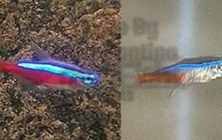 Cardinal Tetra and Neon Tetra