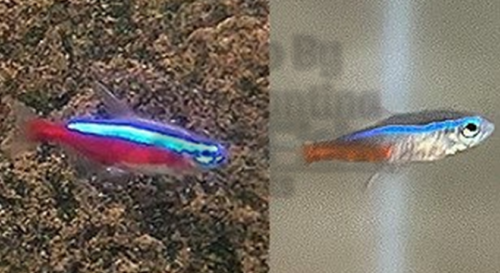 Cardinal Tetra and Neon Tetra