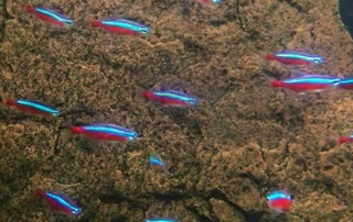 Cardinal Tetra care