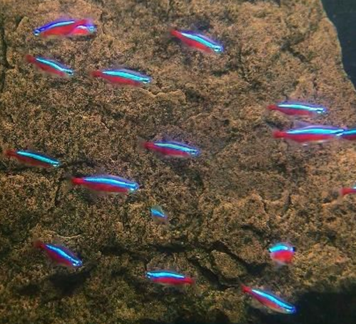 Cardinal Tetra care