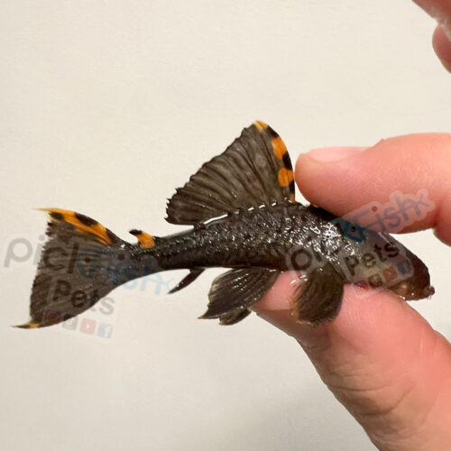 L106 Orange Seam Pleco - Hemiancistrus guahiborum