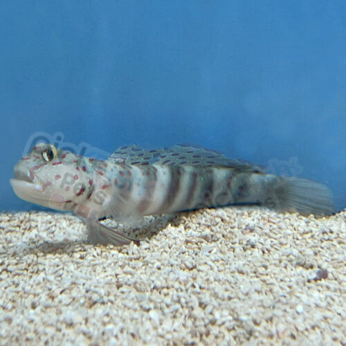 Blue Spotted Watchman Goby - Gobiodon atrangulatus