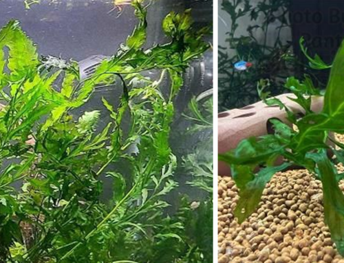 How to Outsmart Your Aquatic Plants: African Water Fern (Bolbitis heudelotii)
