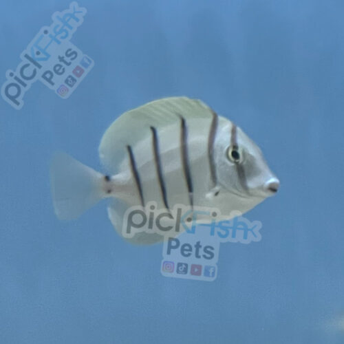 Convict Tang - Acanthurus triostegus