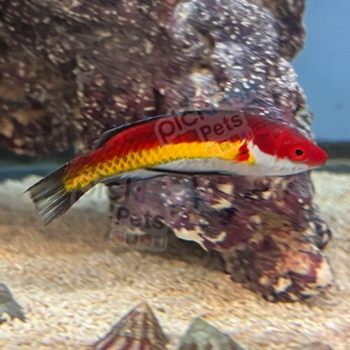 Naoko's Fairy Wrasse - Cirrhilabrus naokoae