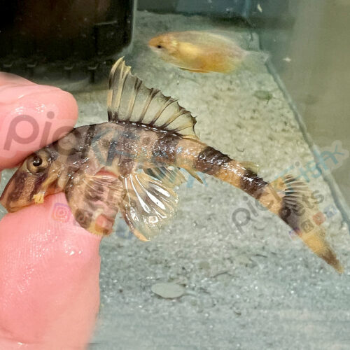 L052 Atabapo Butterfly Pleco - Dekeyseria picta