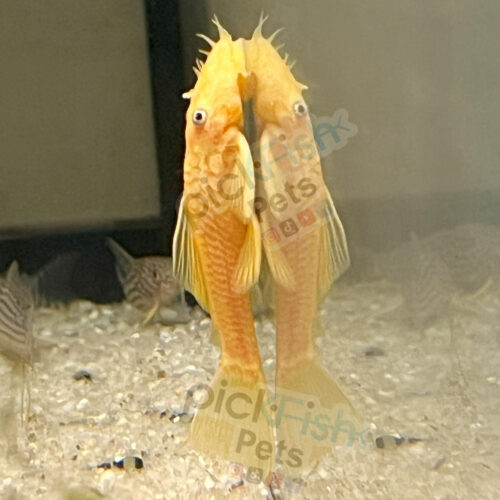 Blue Eye Lemon Bushynose Pleco L144a - Ancistrus sp.