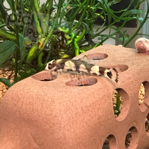 Panda Loach - Yaoshania pachychilus