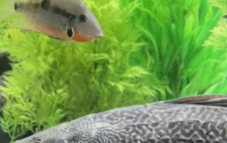 A 23 inch common pleco sititng under a 4.5—5 inch firemouth for size reference.