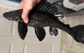 The Common Pleco — Hypostomus plecostomus