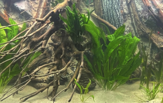 Amazon Sword Plant (Echinodorus bleheri).