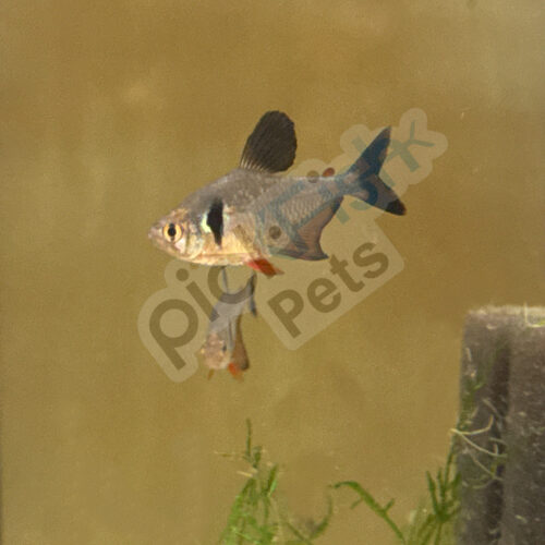 Black Phantom Tetra - Hyphessobrycon megalopterus