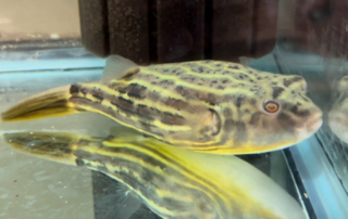 The Fahaka Puffer — Tetraodon lineatus