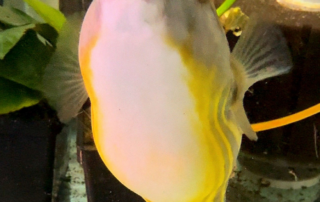 Underside of the Lineatus puffer as he begs for food.