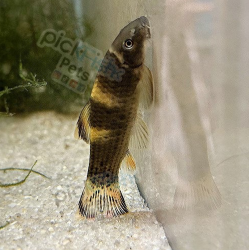 Panda Garra’s underside is completely flat with their sucker-mouth located at the front of its body
