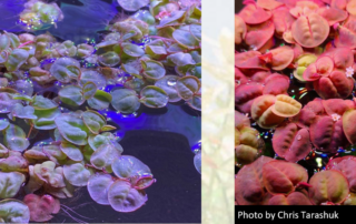 Red Root Floater, known scientifically as Phyllanthus fluitans