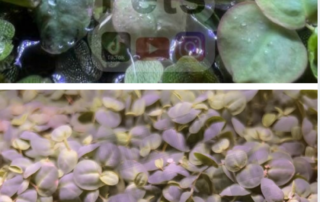 Red Root Floater displaying its vivid coloration