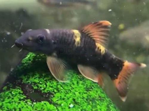 Panda Garra is a versatile and attractive addition to anyfreshwater aquarium
