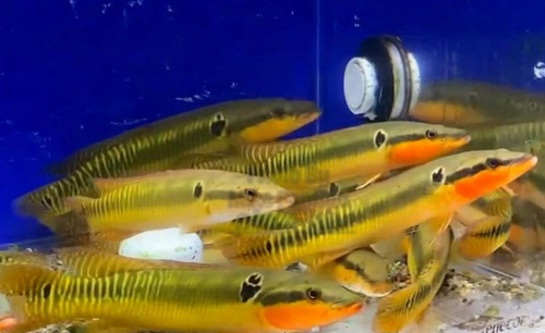 Photo stills of a group of Zebrina pike cichlids taken from the PicKFish Pets LFS Tour on YouTube of NJAS’s own Global Fish Co. in New Jersey.
