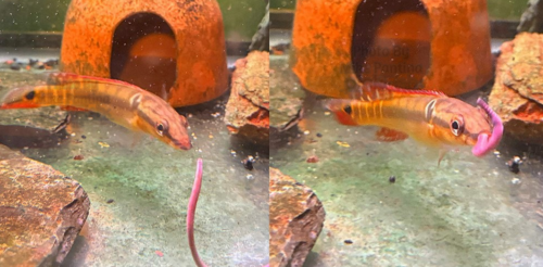 juvenile Zebrina Pike eating a red wiggler worm