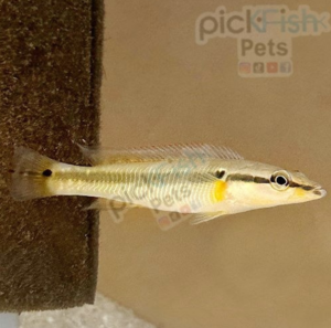 A juvenile Zebrina Pike who hasn’t colored up yet.