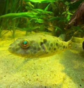 Spotted Congo Puffers