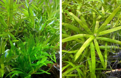 These beautiful bushy growing plants will provide plenty of hiding spots as well add an interesting new look to any aquarium
