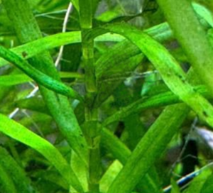 Here you can see the fragile center stem of thisplant. This stem is fragile and unfortunately easily breaks.