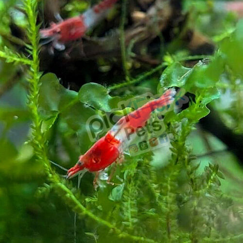 Red Rili Shrimp - Neocaridina davidi