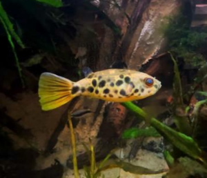 Spotted Congo Puffer