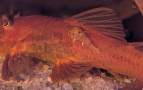 Baby Super Red hanging out on it’s fathers back.