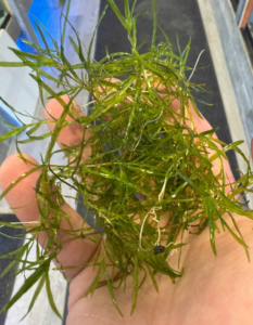 Clump of Guppy Grass out of water.