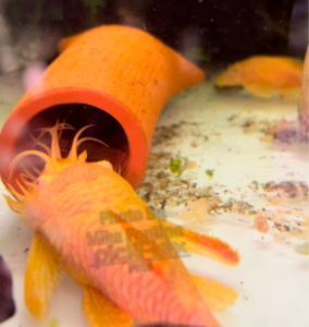 Male Super Red guarding his cave.