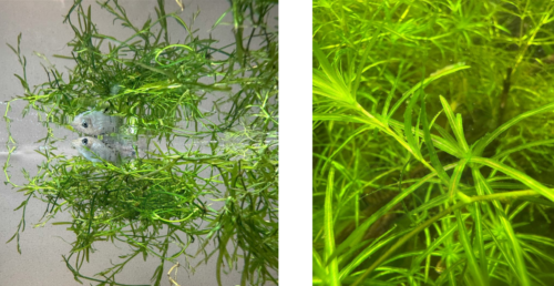 Molly waiting to give birth in the Guppy Grass.Close up shot of Guppy Grass.
