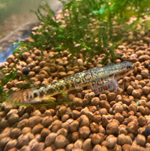 Red Neon Stiphodon Goby - Stiphodon sp.