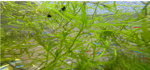 Some Neon Tetra hiding in the Guppy Grass.