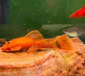 A sub-adult Super Red Pleco grazing on a rock.