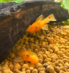 Two juvenile Super Reds in their grow-out tank.