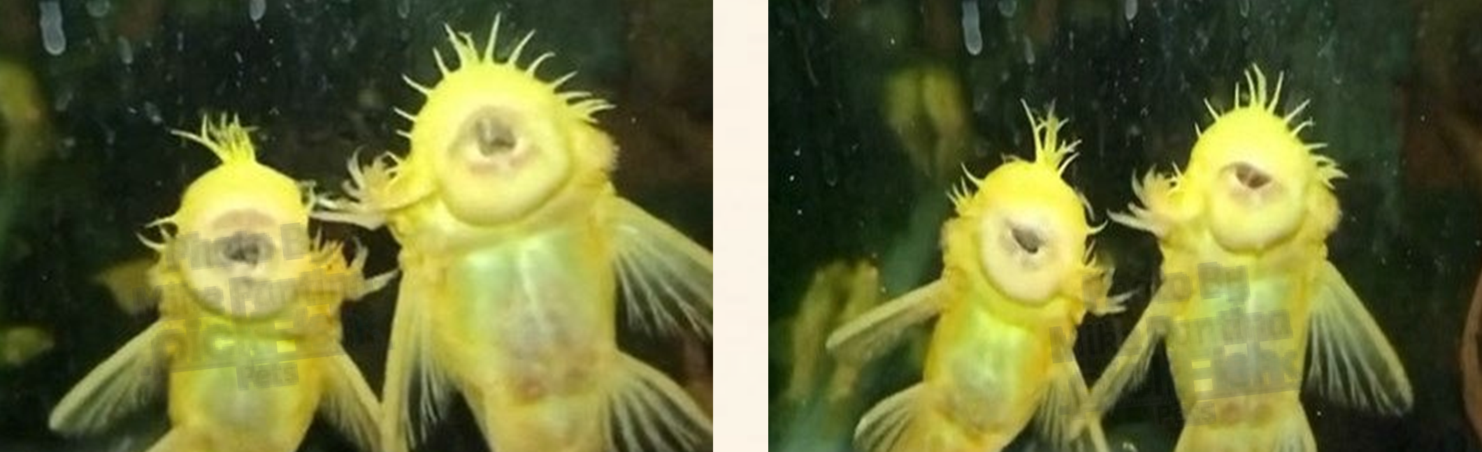 Two male bristlenose plecos “punching” each other. You can see the ondontodes extending out from the cheek.