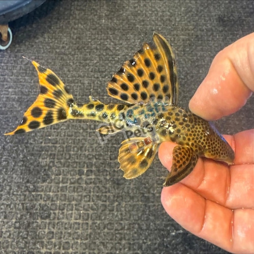 L075 - Yellow Leopard / Para Pleco - Peckoltia sabaji (L124, L302, LDA002)
