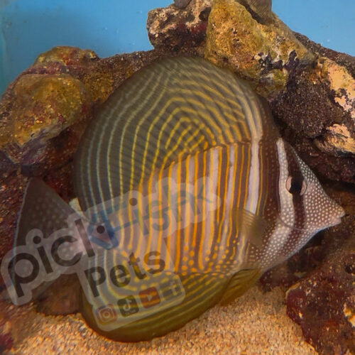 Red Sea Sailfin Tang - Zebrasoma desjardini (5-6")
