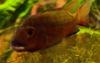 Coptodon bakossiorum - A side profile where you can see the distinctive lips and red coloration in the fins and body.