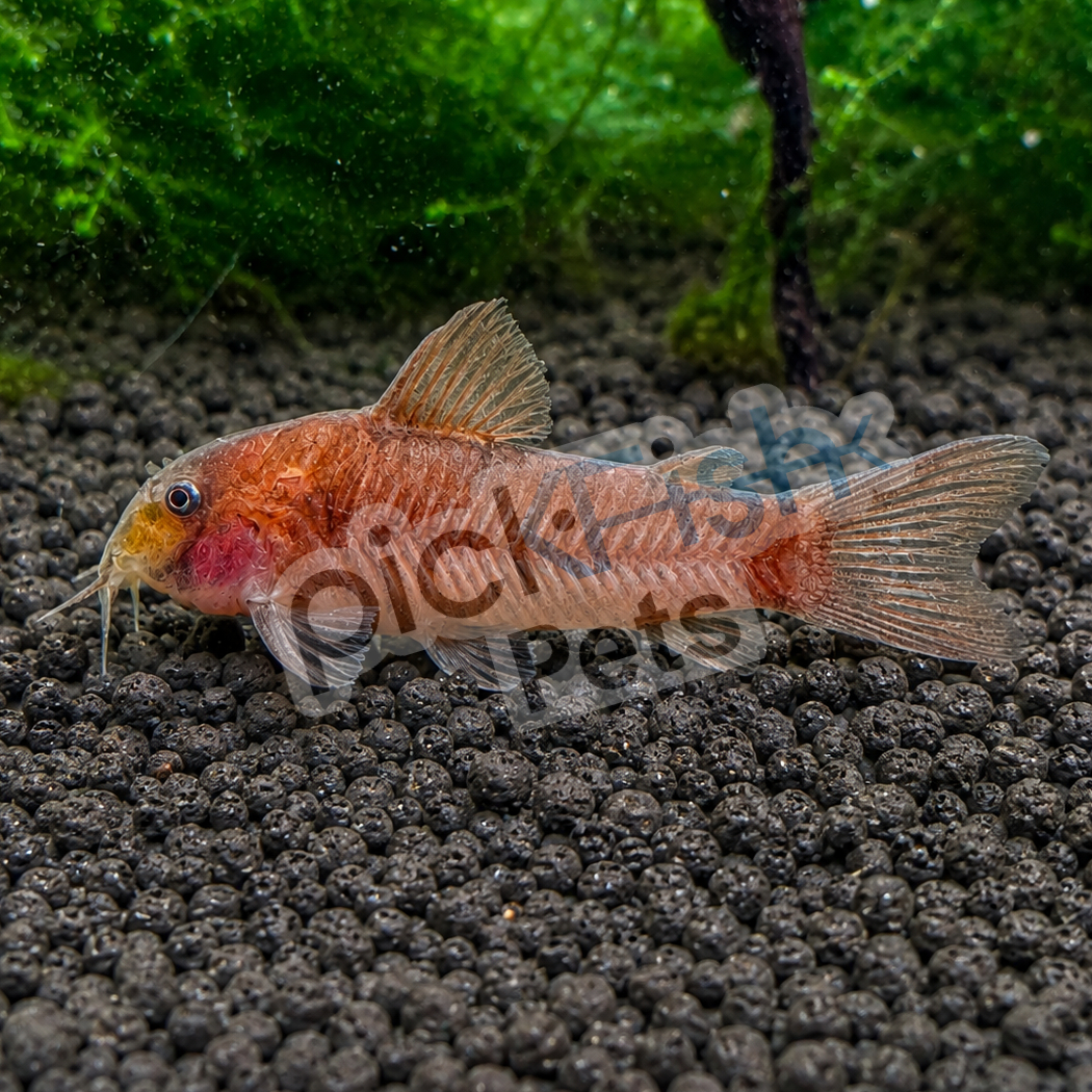 Red Aspidoras Catfish